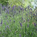 Lavandula angustifolia (2)